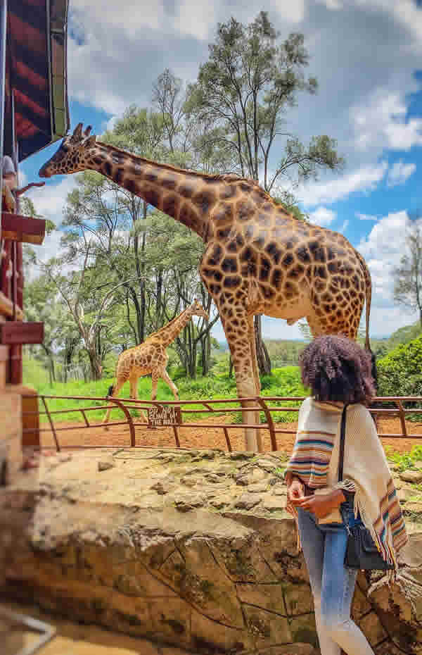 Giraffe