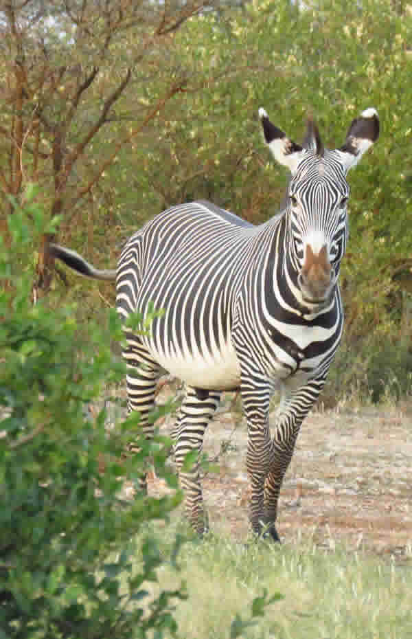 Grevy's