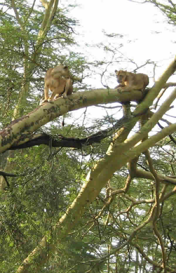 Tree Climbing