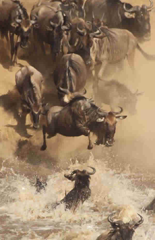 Wildebeest