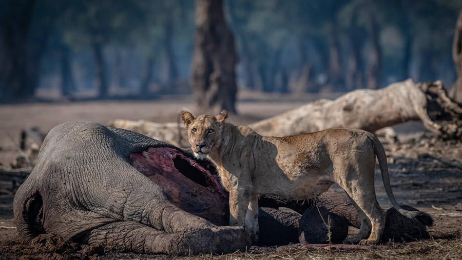 Drought claims 273 elephant lives