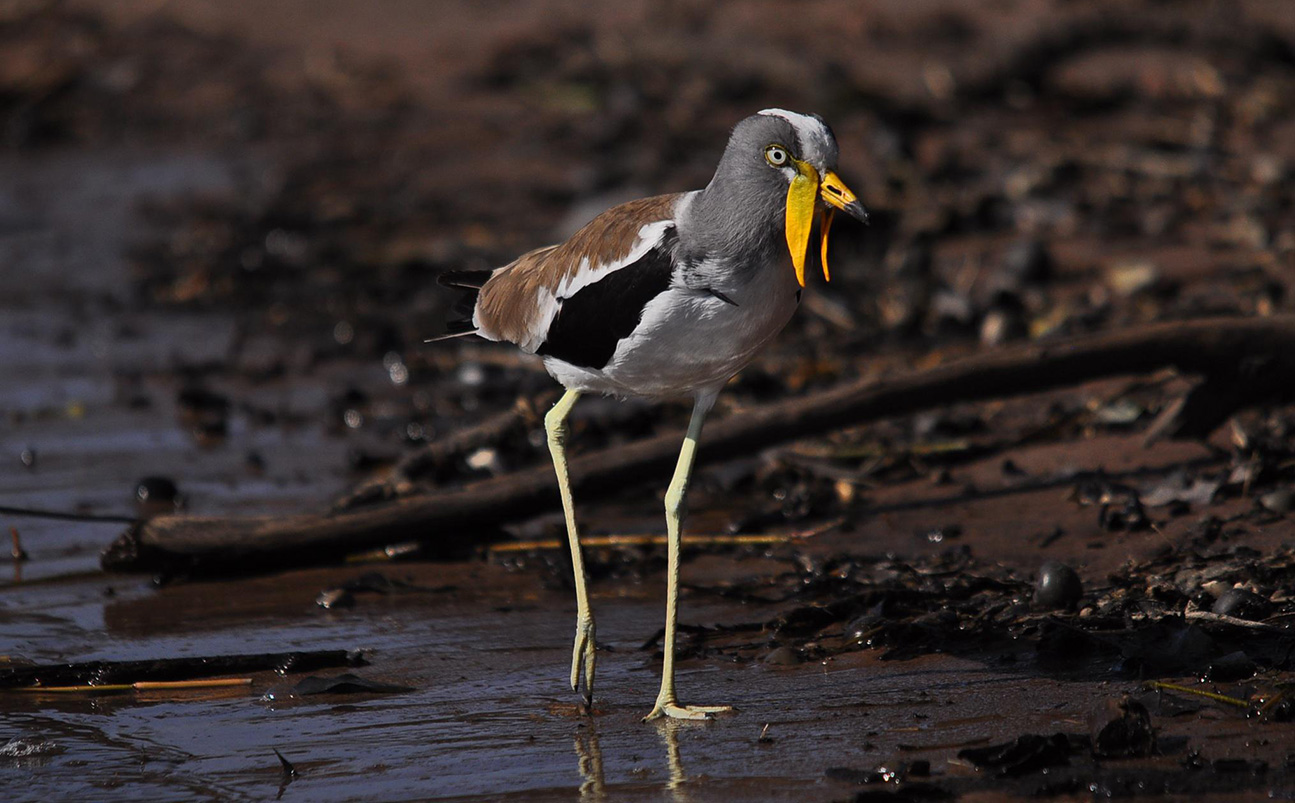 Birding Safaris