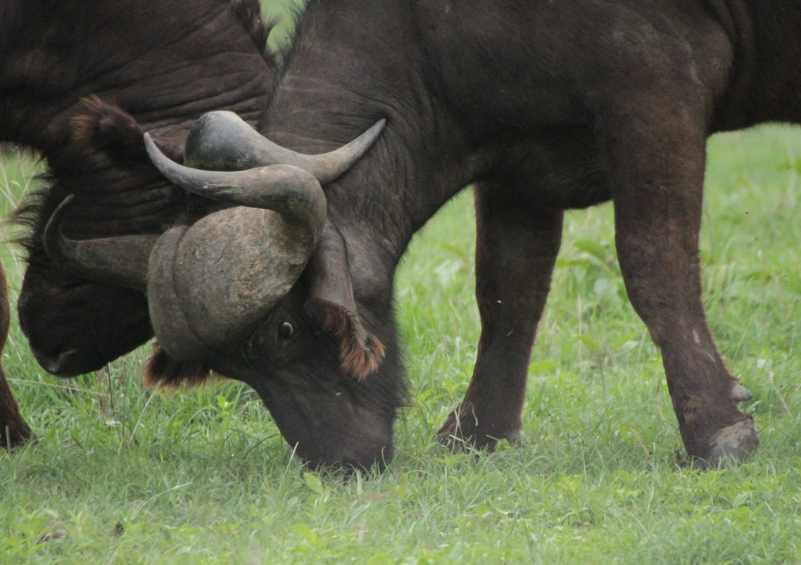 Aberdares National Park