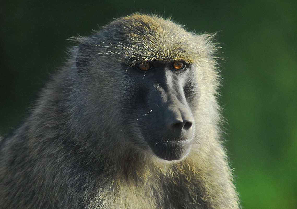 Lake Manyara National Park