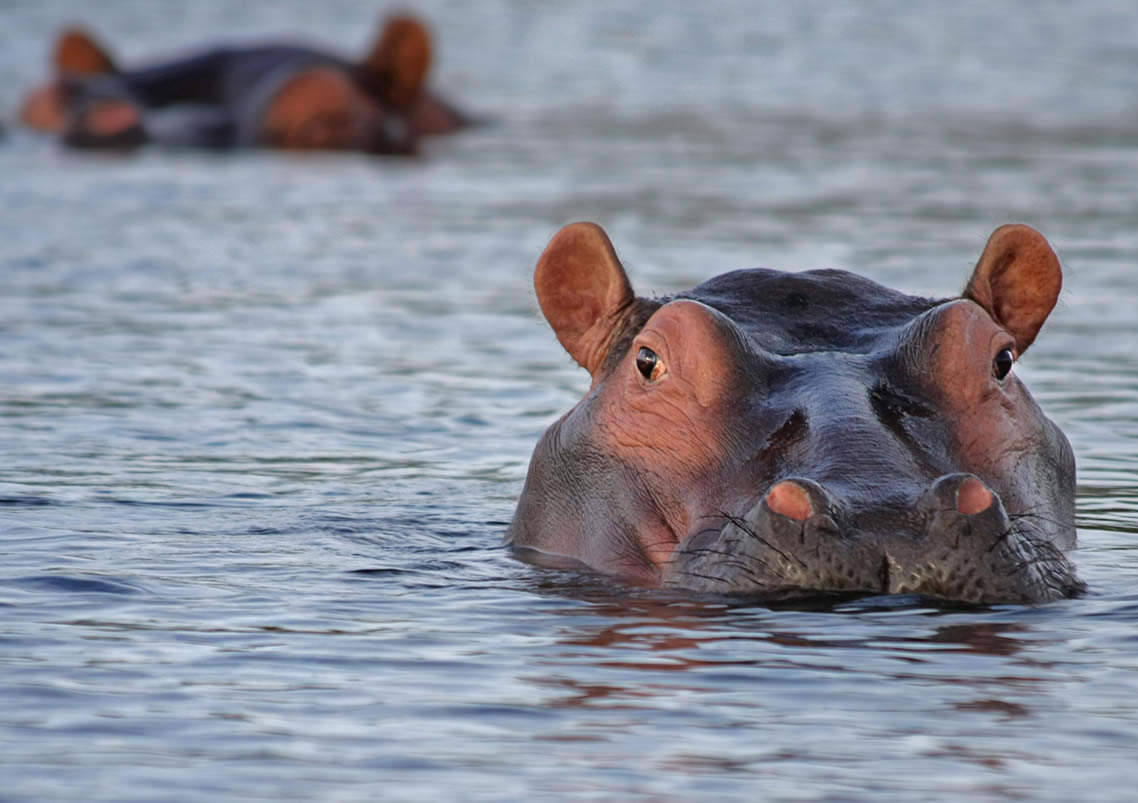 Lake Naivasha