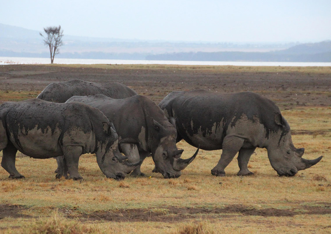 Lake Nakuru National Park