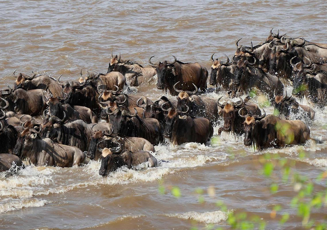 Maasai Mara Game Reserve