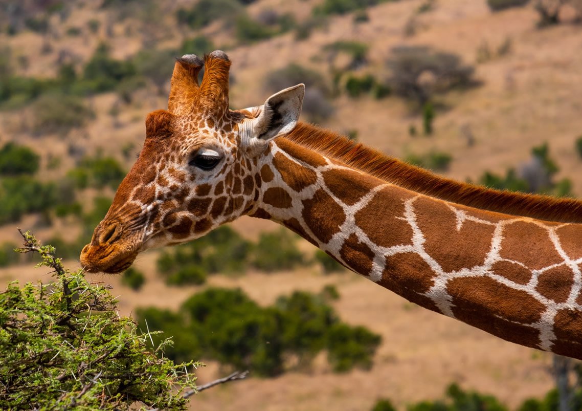 Meru National Park