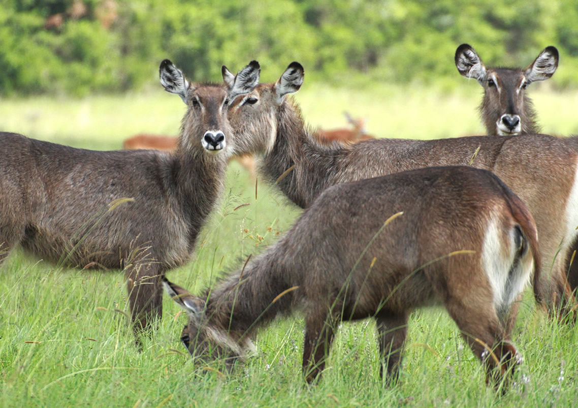 Nairobi National Park