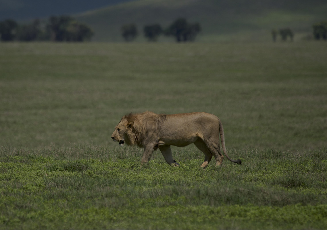 Ngorongoro Crater