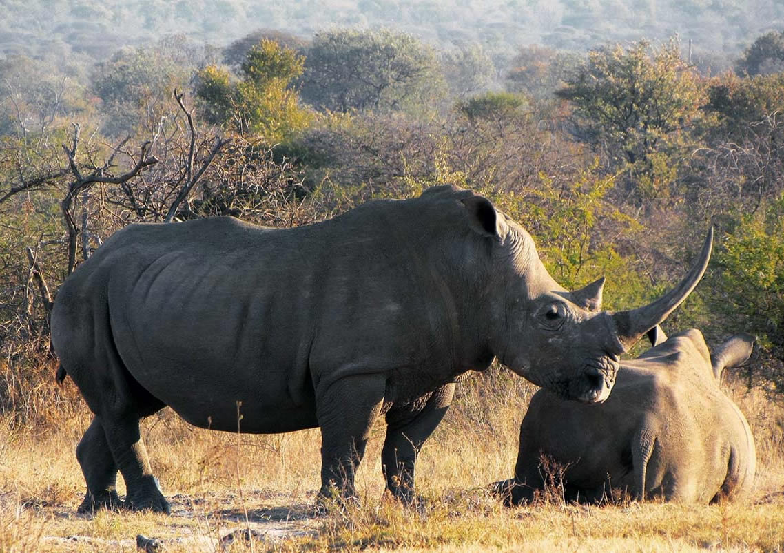 Ol Pejeta Conservancy