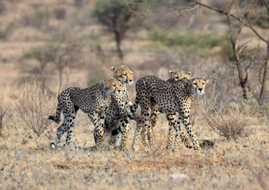 Ruaha National Park