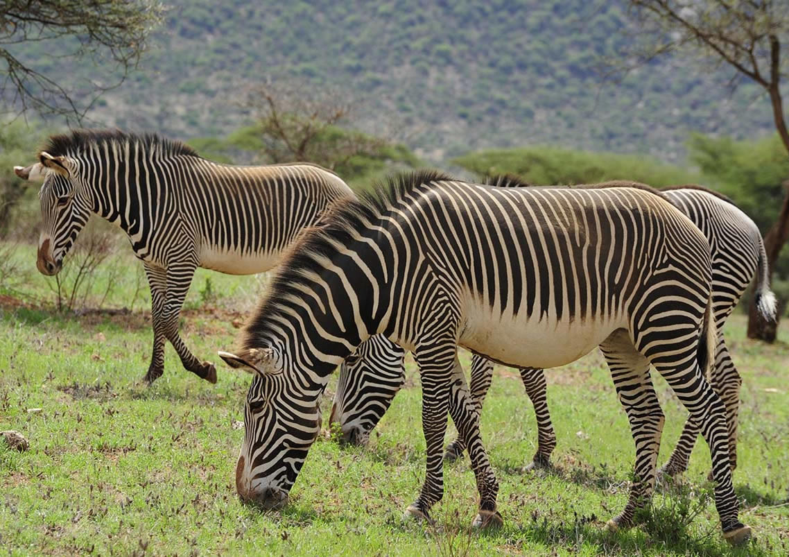 Samburu National Reserve