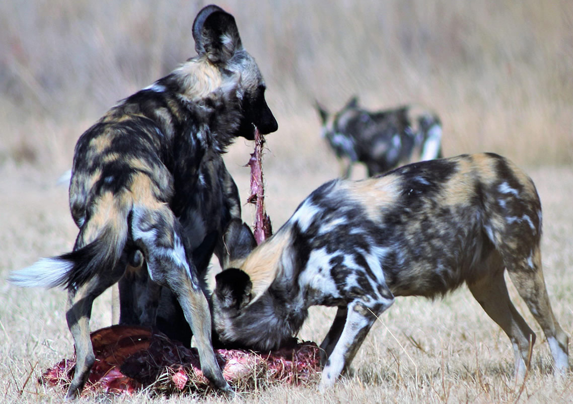 Selous Game Reserve