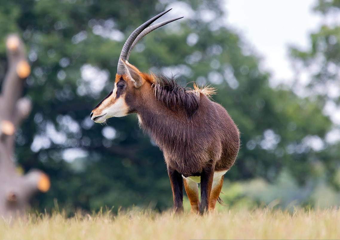 Shimba Hills National Park