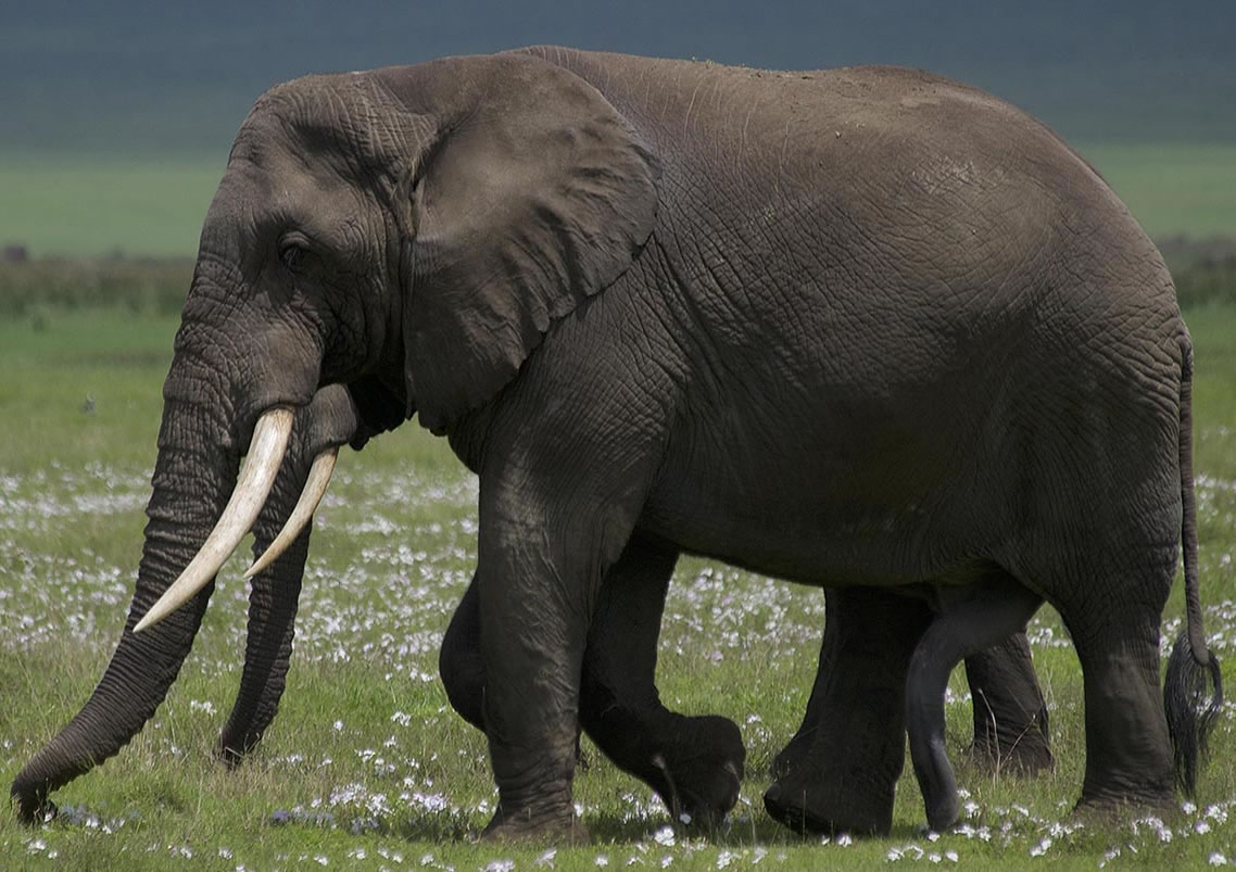 Tarangire National Park