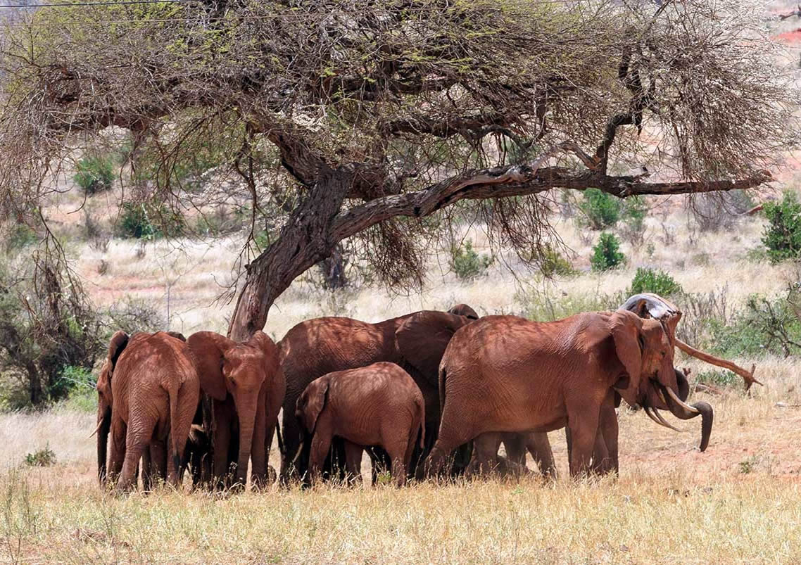 Tsavo East National Park