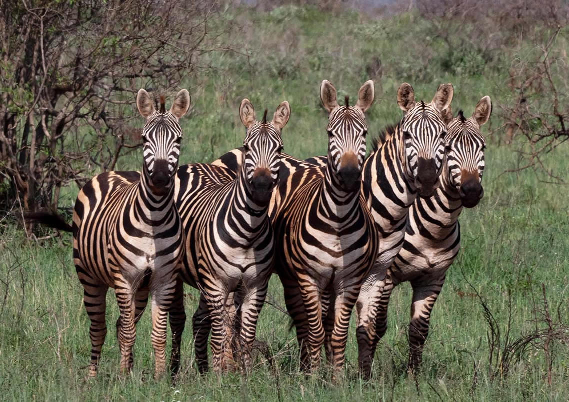 Tsavo West National Park