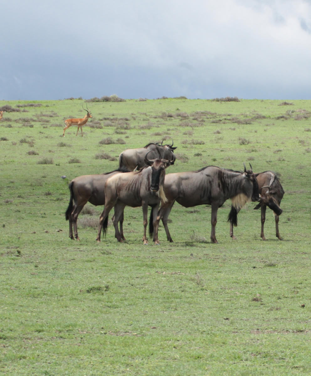 Nakuru Mara Amboseli