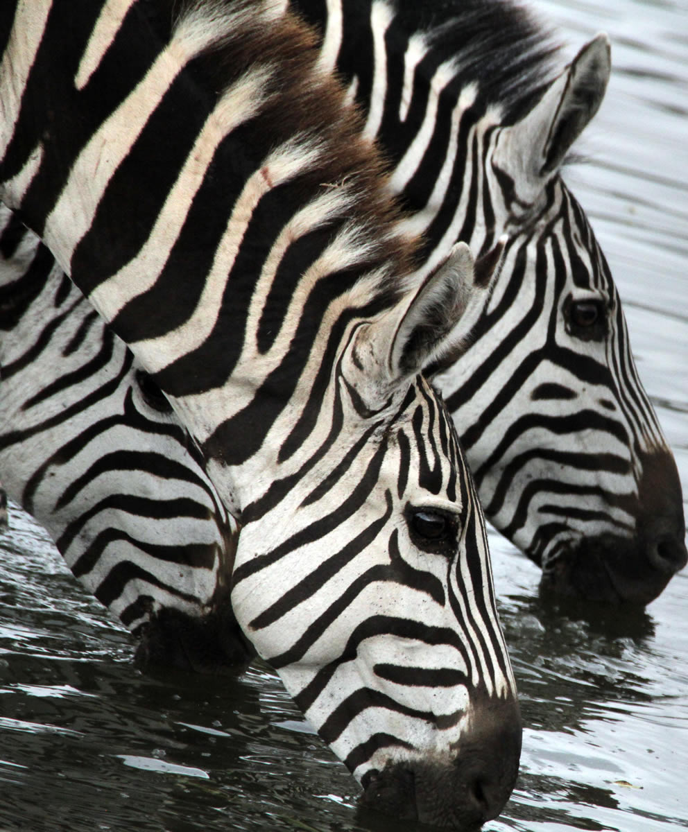 Great Rift Valley Safari