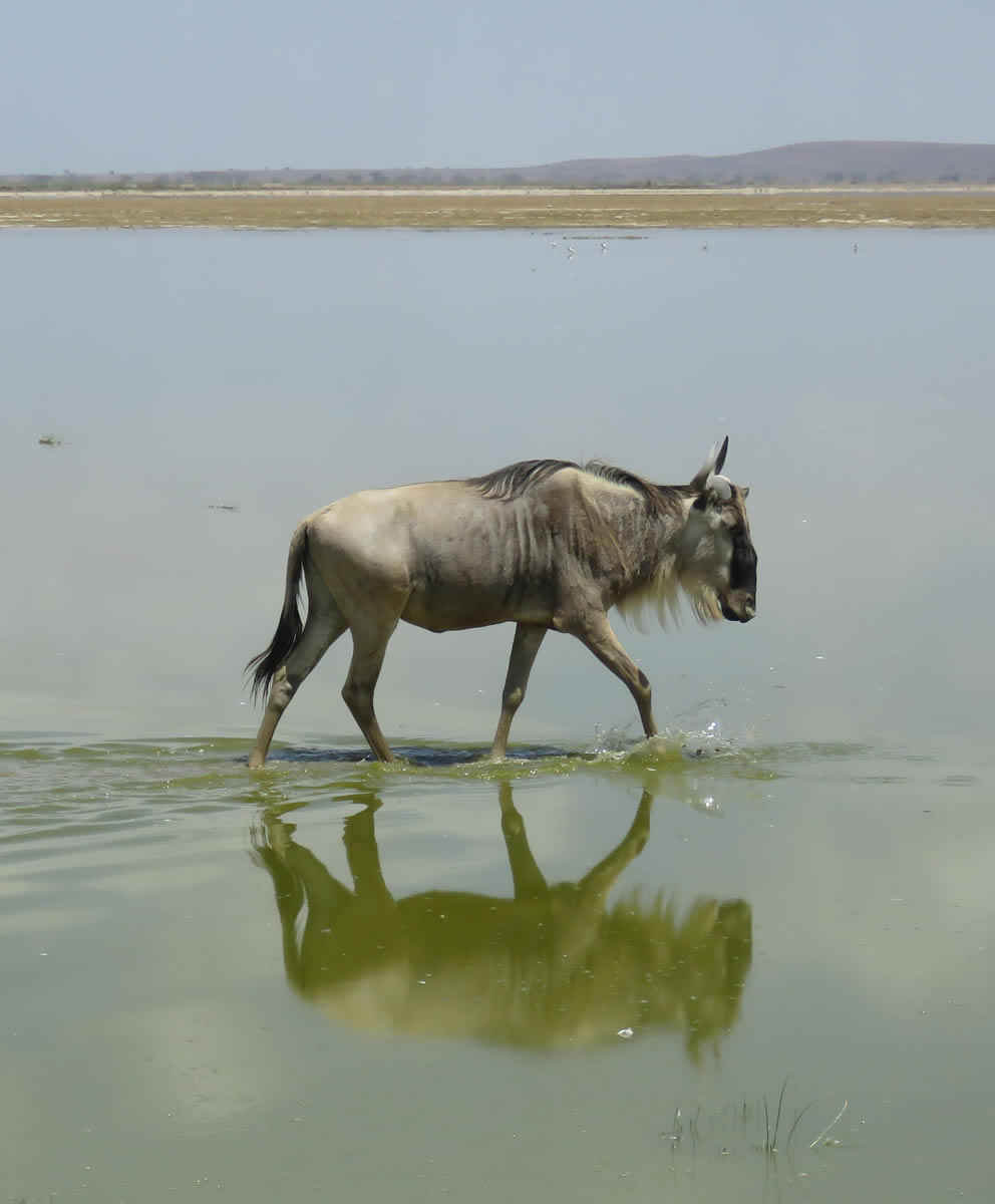 Amboseli Mara Safari