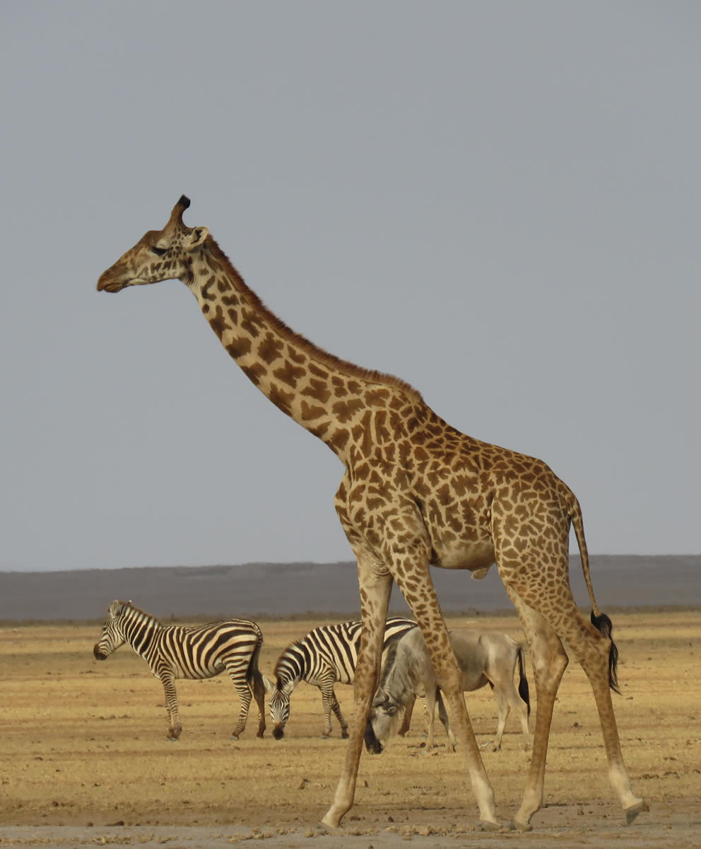 Maasai Mara Nakuru Safari