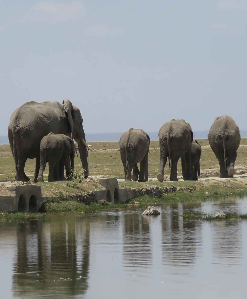 Amboseli Tsavo Safari