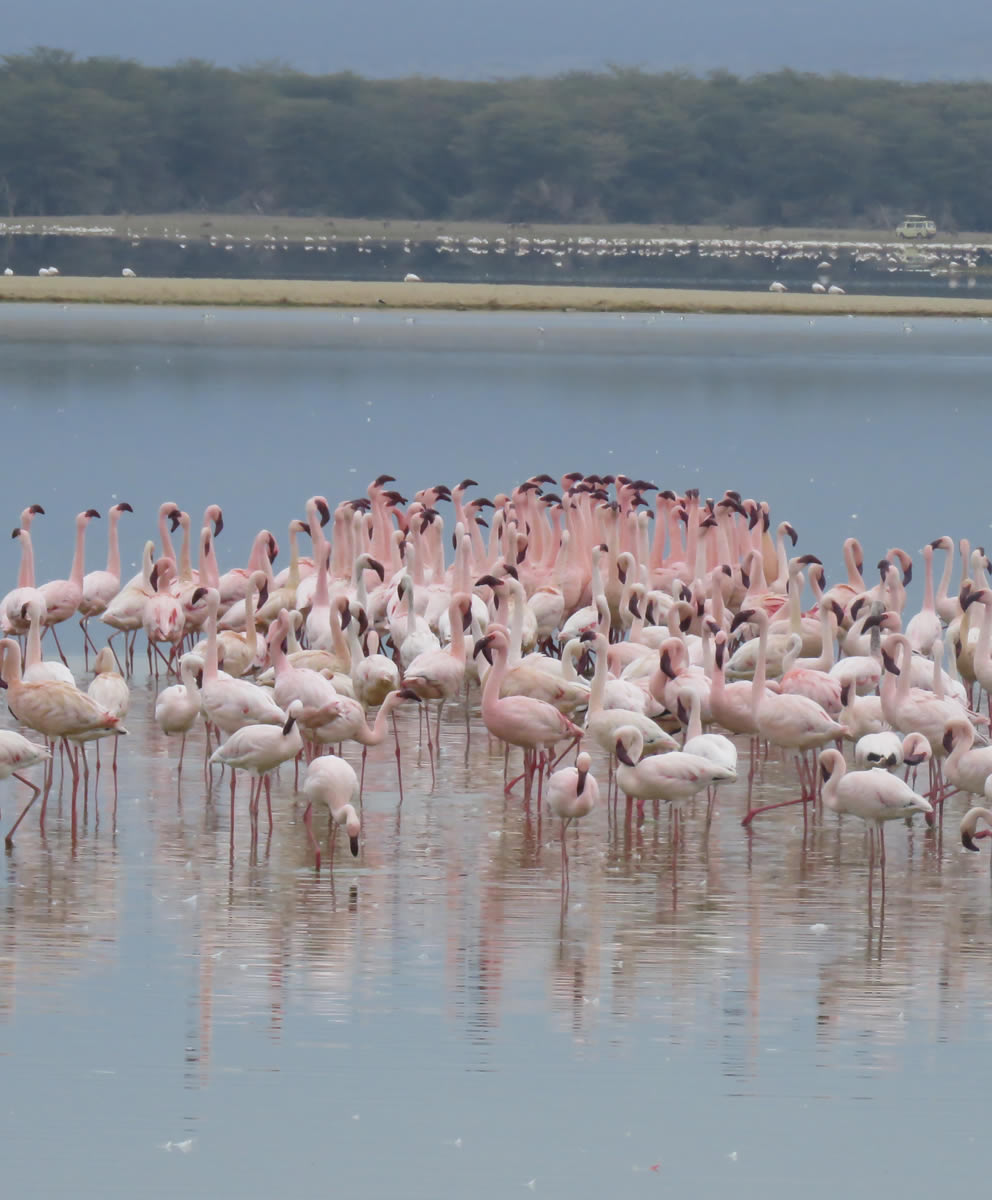 March of the Flamingos